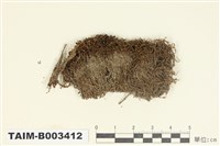 藏品(葉蘚科)的圖片